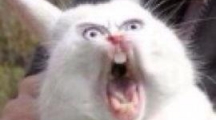 ʲô